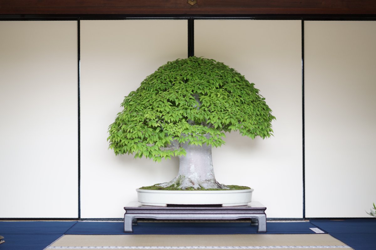 【中品　創作ソナレ盆栽】 　　　⭕タクボマサヒロ❗ gakbonsai (@gakbonsai1) / Posts / X