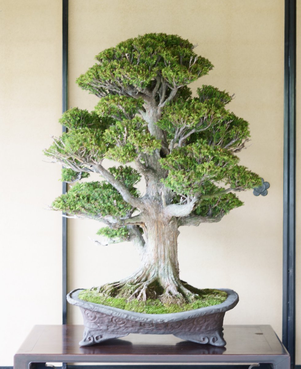 gakbonsai1 tweet picture