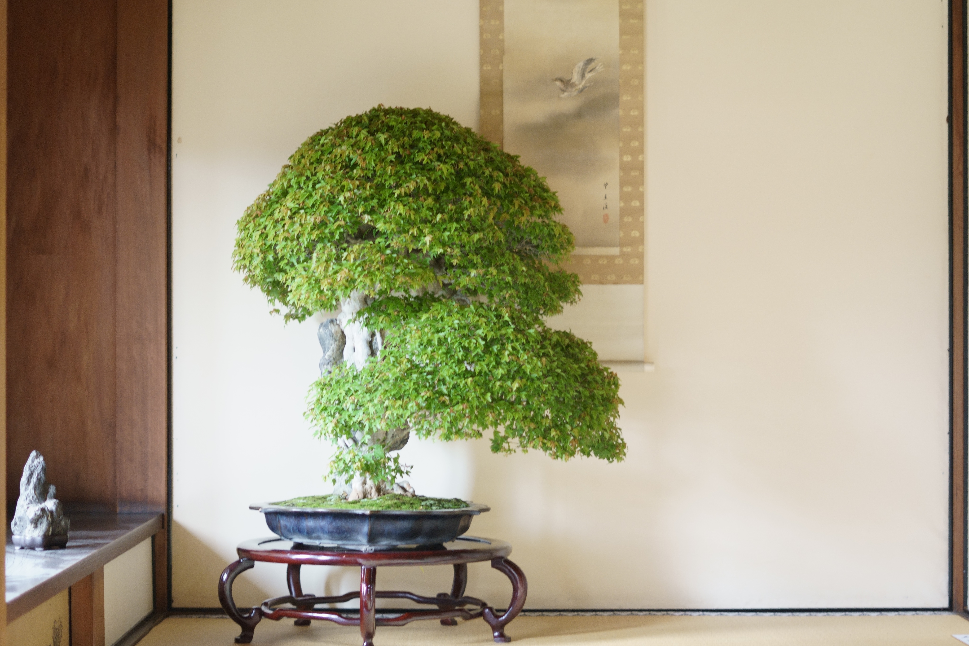 gakbonsai (@gakbonsai1) / X