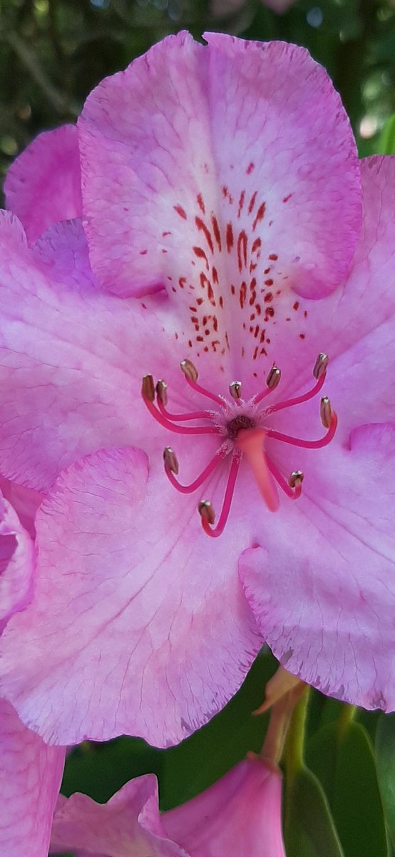 MurmurousHum's tweet photo. Pink and gorgeous 💗 #smallbeautieshour #becauseofclem #aflowerforyou https://t.co/T2IH12nnFi