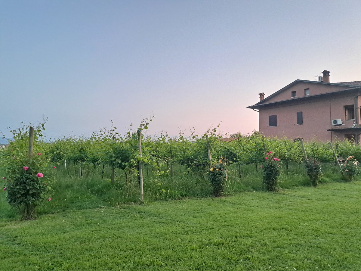 Mi hanno detto che si mettono le rose davanti a ogni filare perché la rosa è delicata e, se si ammala, va dato il trattamento a tutto il vitigno (arrivi in tempo a proteggere la vite siccome capisci subito se qualcosa non va).

Non so se è vero ma mi è parso romantico 💙