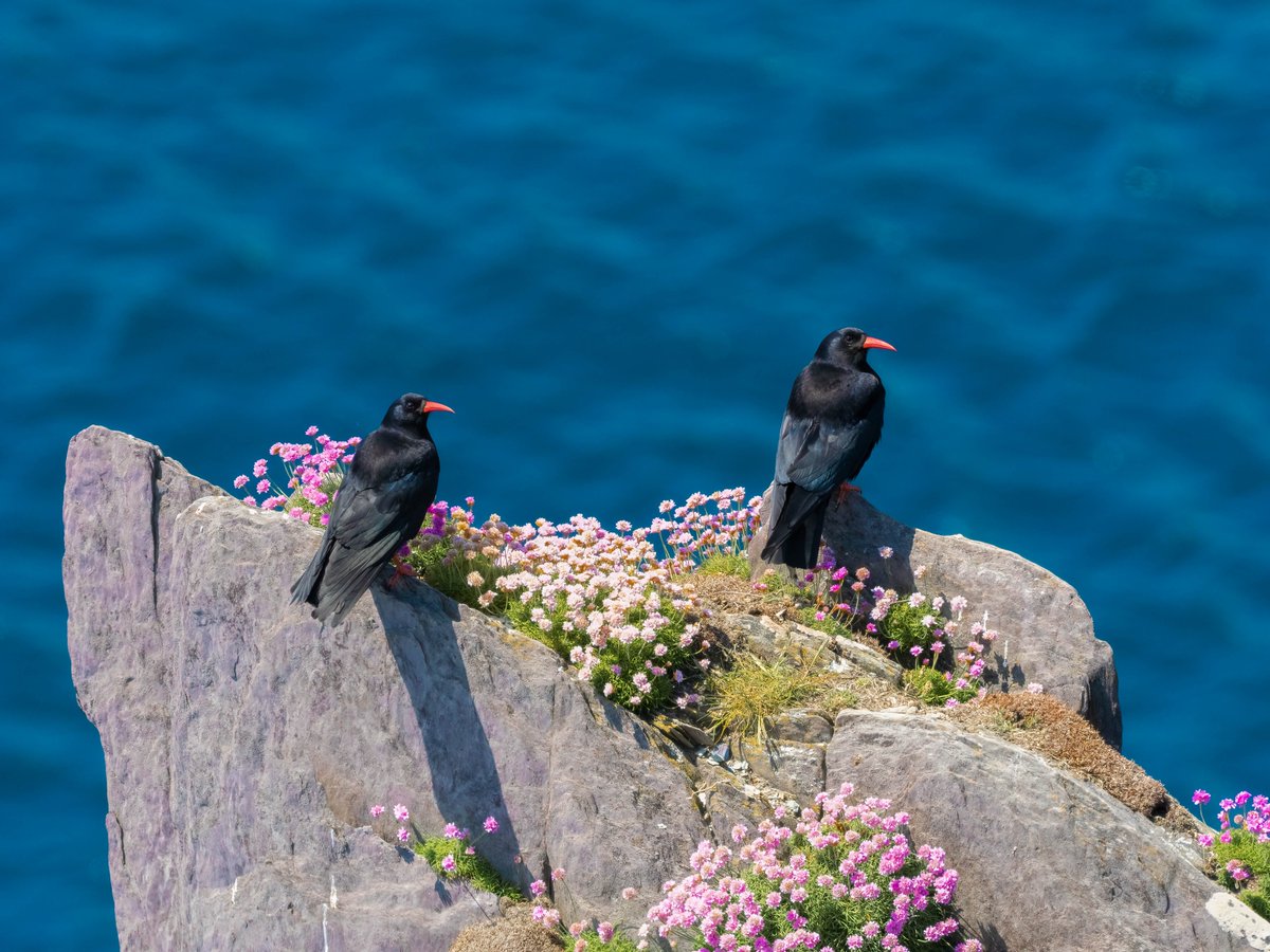 Chough near Crookhaven, Mizen Peninsula, today,
#birdsseenin2023 #irishbirds #corvids #birdwatching