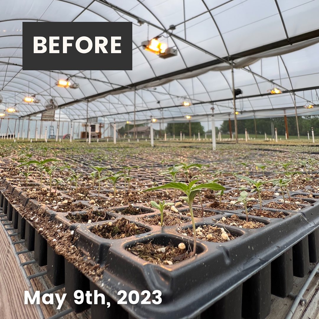 CornbreadHemp's tweet image. Say hello to your future CBD extract! These hemp seedlings will be planted at our USDA certified organic farm this week! Swipe for a before and after. 🌱
.
#verticallyintegrated #cornbreadhemp #lexingtonkentucky #usdaorganic