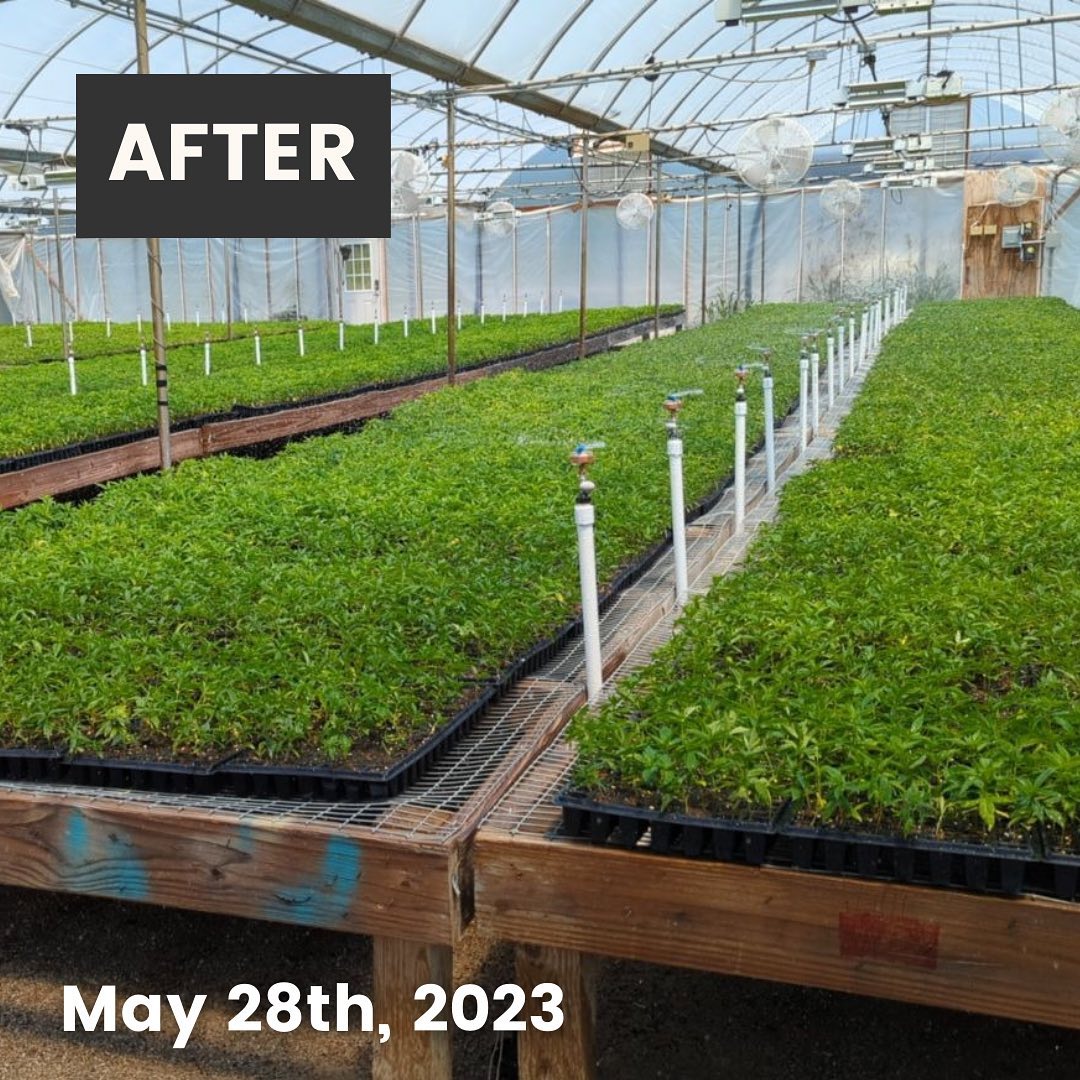 CornbreadHemp's tweet image. Say hello to your future CBD extract! These hemp seedlings will be planted at our USDA certified organic farm this week! Swipe for a before and after. 🌱
.
#verticallyintegrated #cornbreadhemp #lexingtonkentucky #usdaorganic