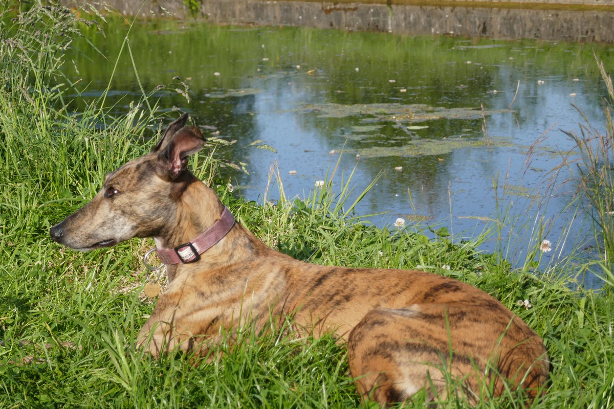 TheLengthsman's tweet photo. Too hot for #dogs on the boat ~ 25 degrees inside
Jess loves lying in the grass on the towpath watching for squirrels
Both #Rescues they have great natures and get on well together
#Canaldogs https://t.co/VPg8iin96j
