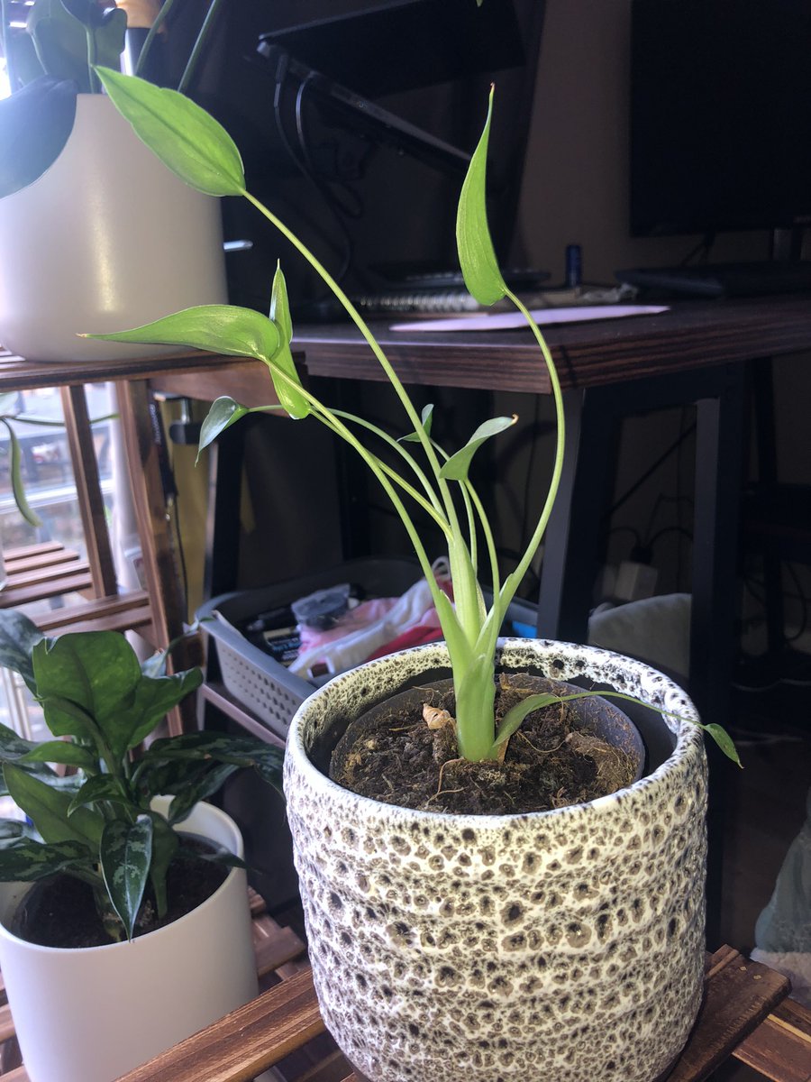 Tiny Dancer, dancing towards the sun 🌞 #planttwitter #houseplants