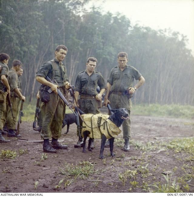 Tracker dogs Tiber (front) and Justin (rear) wait to carry out helicopter winching training with their handlers and soldiers from 7RAR in Nui Dat, 1967. EKN/67/0097/VN

awm.gov.au/wartime/82/art…