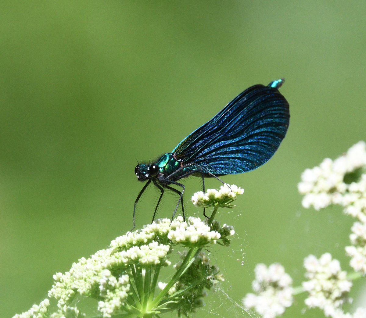 JoKingDevon's tweet photo. Good to see a few #BeautifulDemoiselles back on #ShuttertonBrook #Dawlish today, love these beauties https://t.co/Ego4dou4Aq