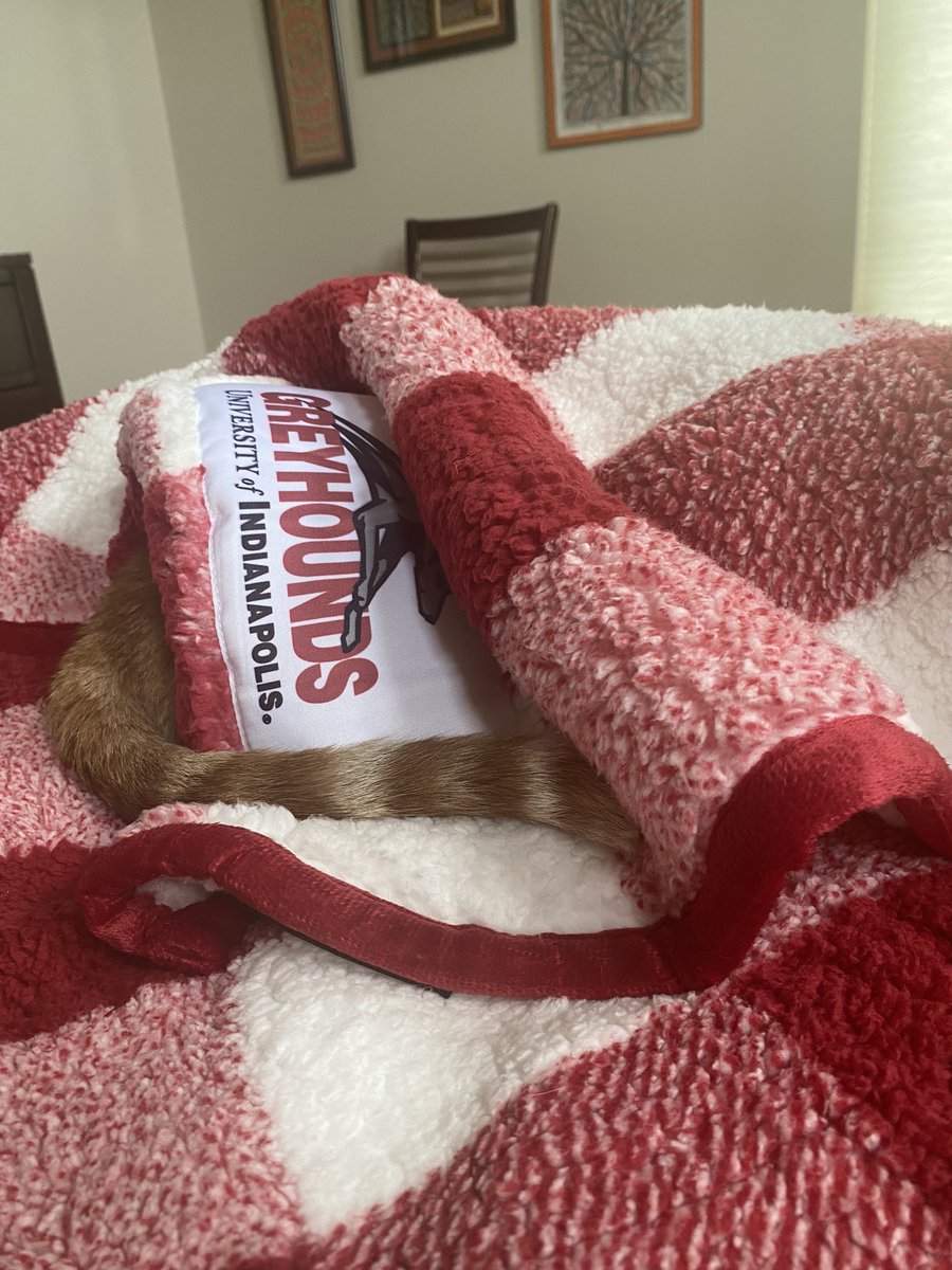 Dr. Tanuja Singh (she/her) (@doctort2) on Twitter photo One of my cats, Einstein, trying to pass off as <a href="/uindyhound/">Grady the Greyhound</a>. He even got the branding right! <a href="/uindy/">University of Indianapolis</a> One of my cats, Einstein, trying to pass off as <a href="/uindyhound/">Grady the Greyhound</a>. He even got the branding right! <a href="/uindy/">University of Indianapolis</a>