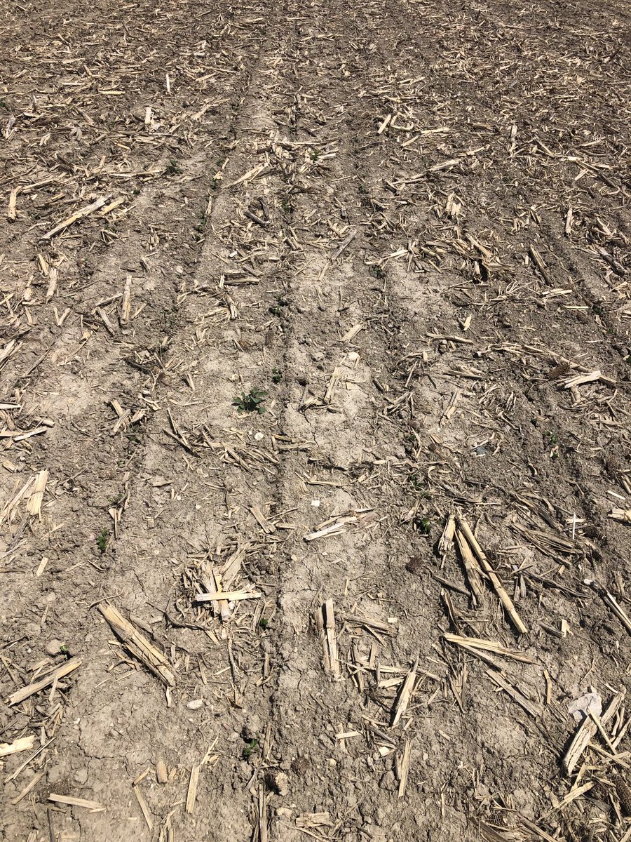 jim saul 🇨🇦🌽🐓 tweet media