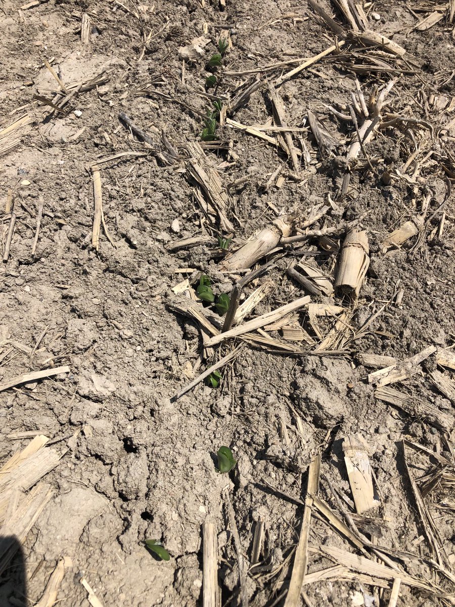 jim saul 🇨🇦🌽🐓 tweet media