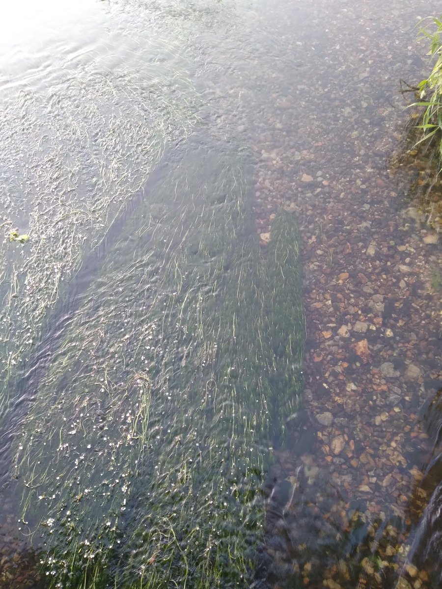 Nothing like a #Chilterns chalk stream for clearness
I remember as a child all the watercress beds growing ❤️