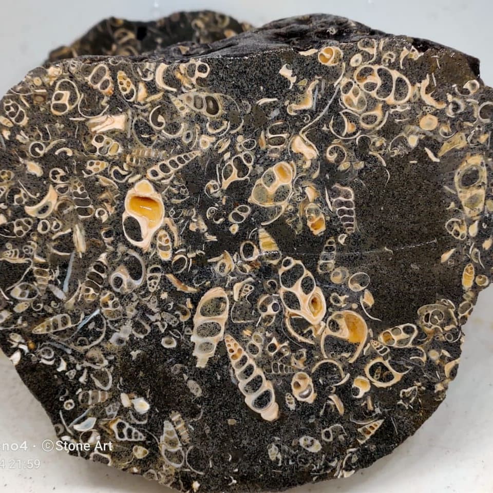 GeologyTime's tweet image. A stunning polished slab of fossiliferous limestone 
  Photo: GeleryPetriefiedWood  

#minerals #fossils