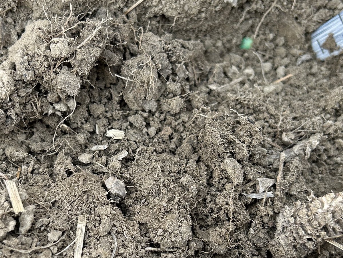 Everybody hates ryegrass because hard to control but look at the roots in top 2 “ four inches from the plant.  Moisture too!