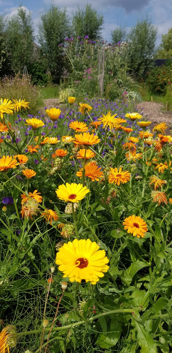 Wil je ook een tuin waar meer soorten planten groeien en meer soorten dieren komen? 
Een tuin met veel groen is koeler (en cooler) dan een tuin met tegels. Lekker aan de slag? 
Dit kan je doen voor een groene klimaatbestendige tuin: bit.ly/44i8esv 
#tegelwippen 
Gk