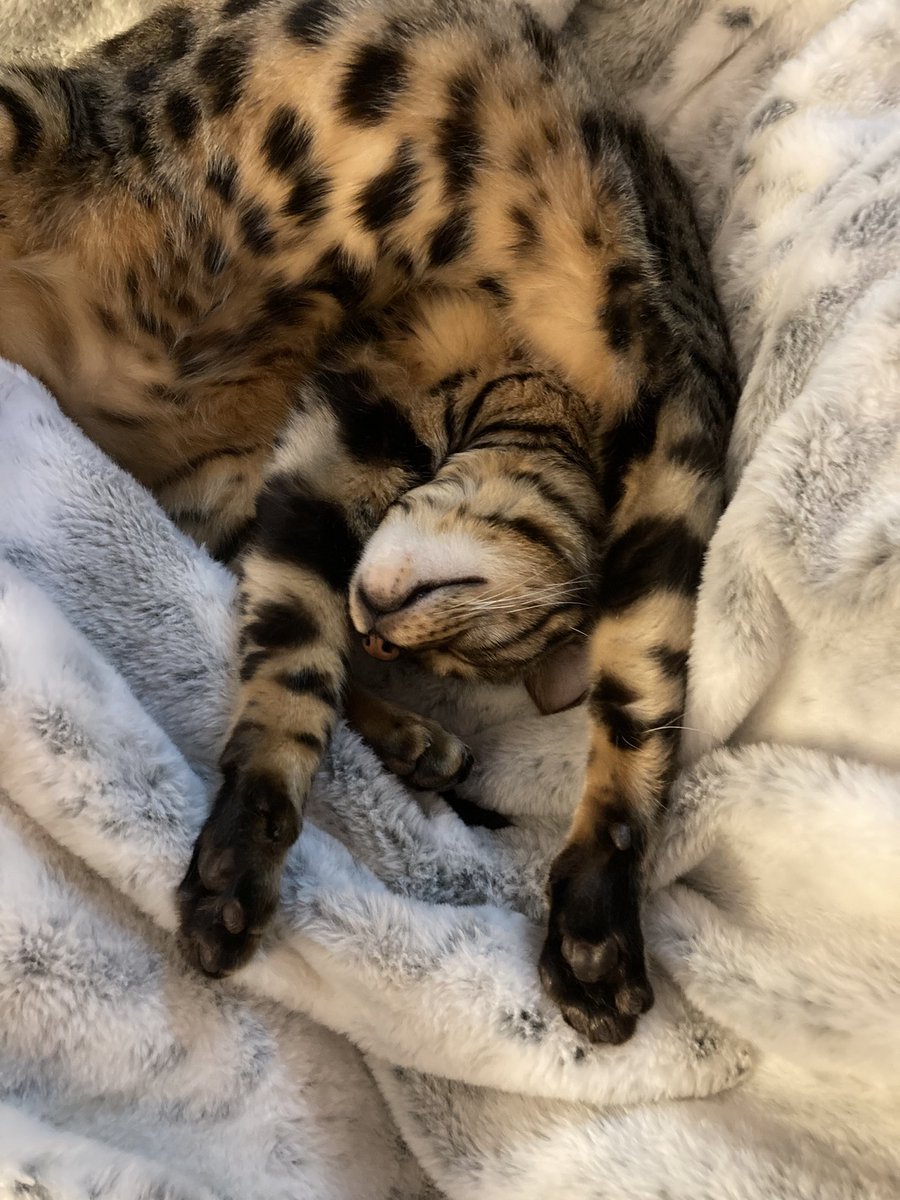 Put your paws in the air if you loooove a good nap! 
#catsofinstagram #CatsOfTwitter #CatsOnTwitter #TeamBengal