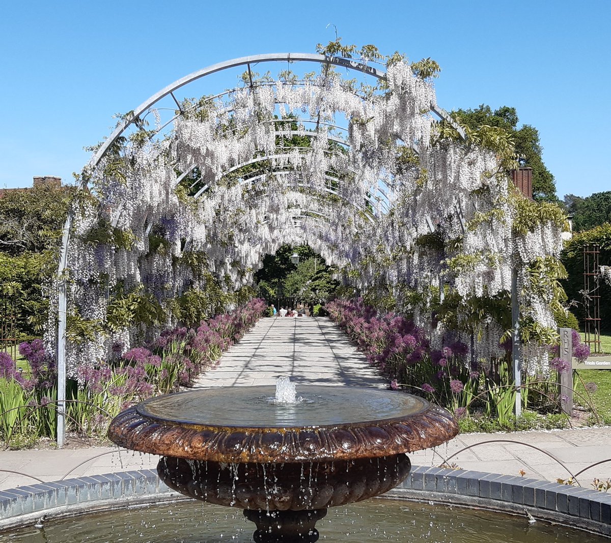 Andy Cradd ๐๐บ๐ฆ (@andycraddphotos) on Twitter photo Wisteria walk #wisteria #gardenphotography #garden #wisley #rhs #rhsWisley #GardeningTwitter #gardendesign #gardeninspiration #GardensHour #garden_walk #surrey #surreylife #surreyphotography #surreylife <a href="/ExploreSurreyUK/">Explore Surrey's Countryside</a> <a href="/surreylive/">SURREY LIVE NEWS</a> <a href="/The_RHS/">The RHS</a> <a href="/RHSWisley/">RHS Garden Wisley</a> <a href="/TeleGardening/">Telegraph Gardening</a> <a href="/SurreyLife/">Surrey Life</a> Wisteria walk #wisteria #gardenphotography #garden #wisley #rhs #rhsWisley #GardeningTwitter #gardendesign #gardeninspiration #GardensHour #garden_walk #surrey #surreylife #surreyphotography #surreylife <a href="/ExploreSurreyUK/">Explore Surrey's Countryside</a> <a href="/surreylive/">SURREY LIVE NEWS</a> <a href="/The_RHS/">The RHS</a> <a href="/RHSWisley/">RHS Garden Wisley</a> <a href="/TeleGardening/">Telegraph Gardening</a> <a href="/SurreyLife/">Surrey Life</a>