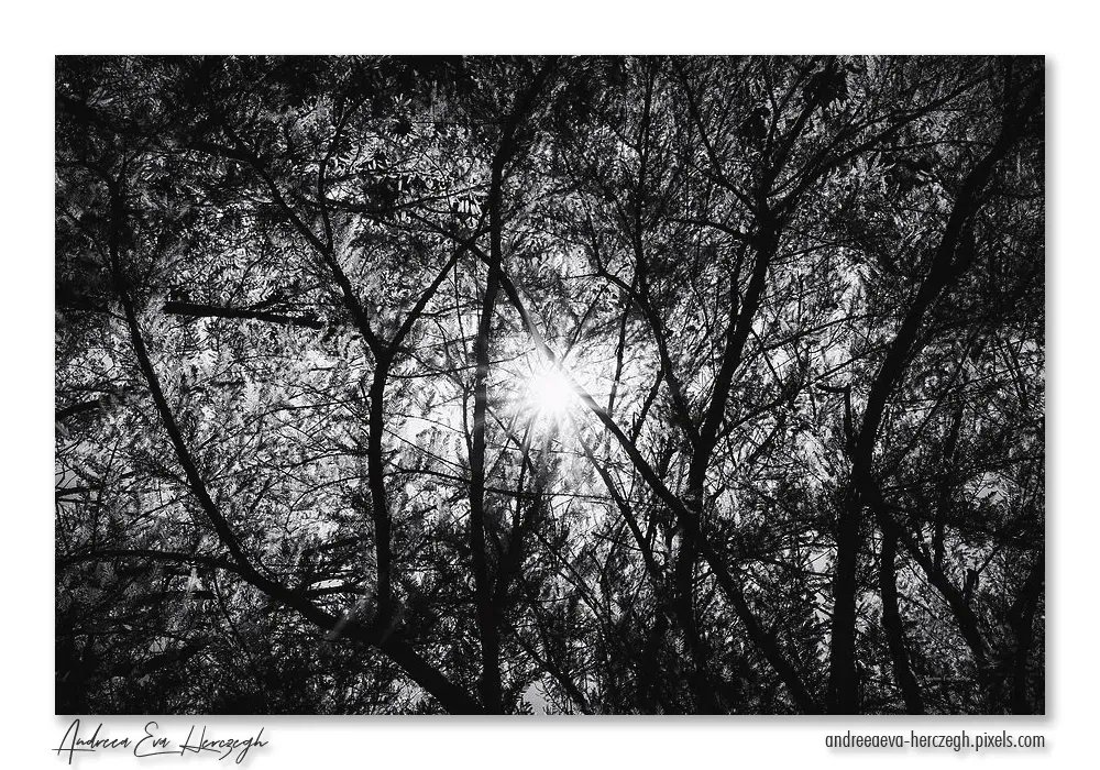 Let the #sunshine in! Check it out here 👉 buff.ly/3CJEibx
#morningsunshine #blackandwhitephoto #blackandwhitephotography #bnwphotography #naturelovers #naturelover #trees #fineart #fineartphotography #photographylovers #photooftheday #picoftheday #wallart #BuyIntoArt