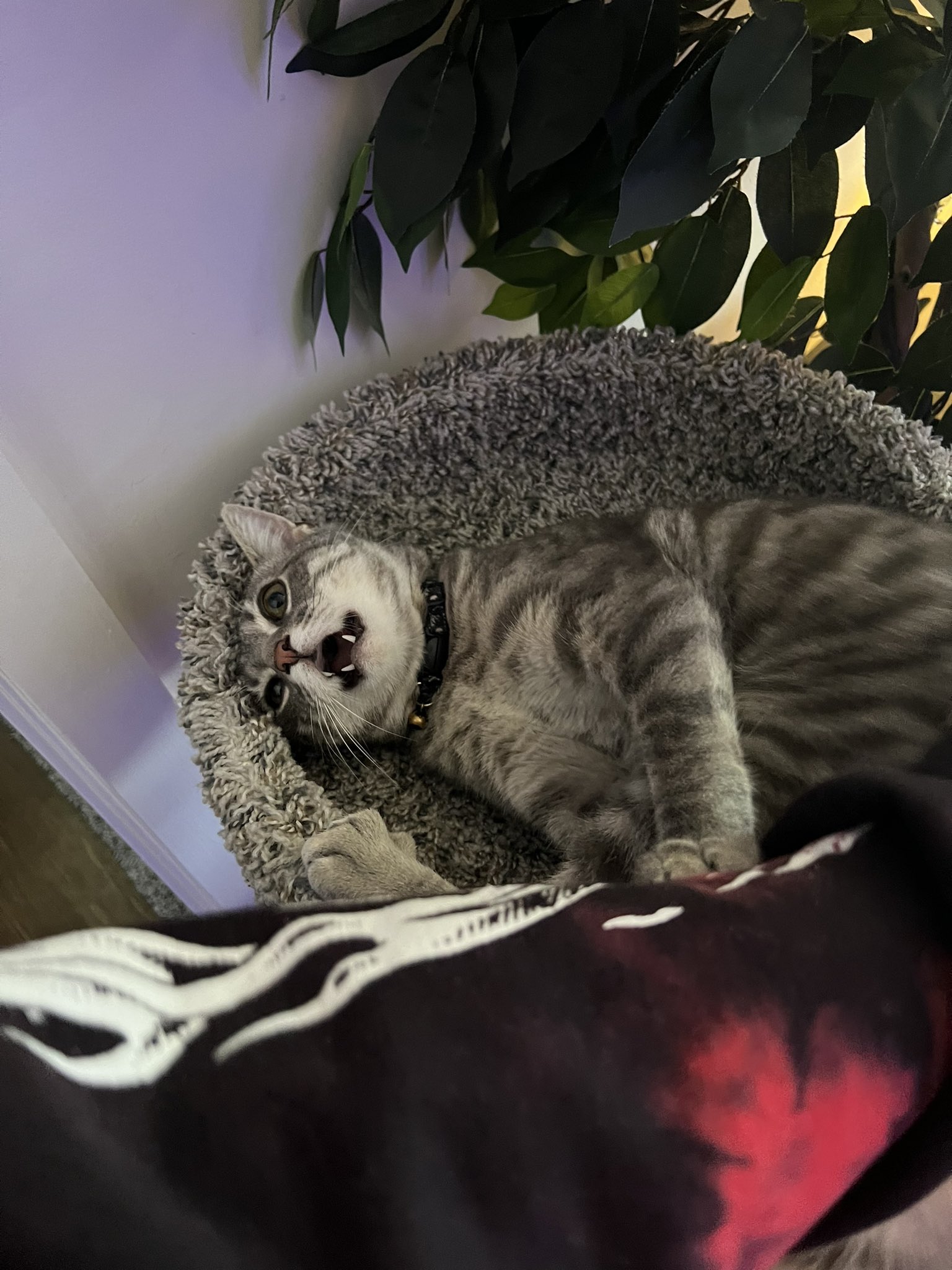 ImMadness on Twitter "Moments before zoomie bites… https//t.co