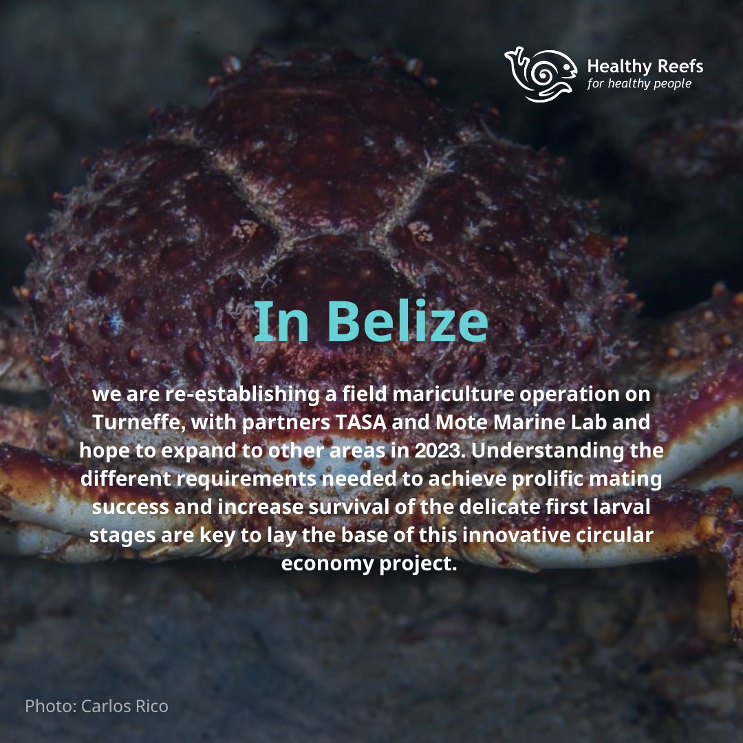 Healthy Reefs tweet media