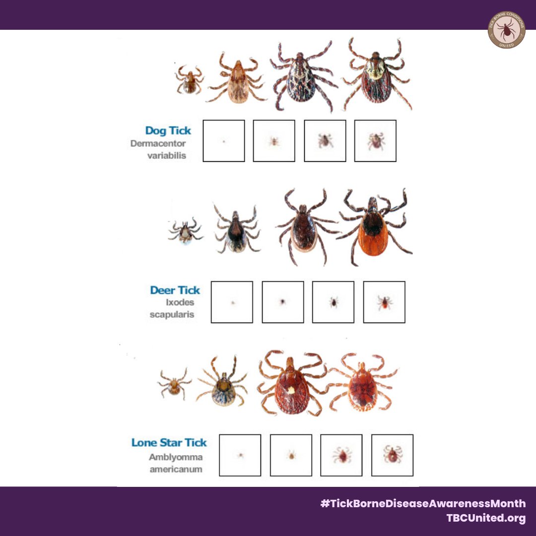 Learn about ticks to stay safe from tick-borne conditions. #LymeDiseaseAwareness #Ticks