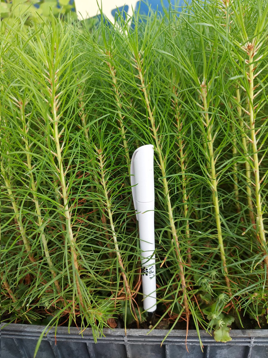 Tuote-esittely: Jälleen pikkolomänty #UPMTaimitarha  Tältä näyttää pikkolo kavereidensa kanssa. Tuo taimikenko on meidän pienestä koekasvihuoneesta, missä seuraamme taimien kasvuun lähtöä ja kehitystä. Eli noissa taimissa on jo kasvua tälle keväälle. Varsinainen kasvupyrähdys 🤸