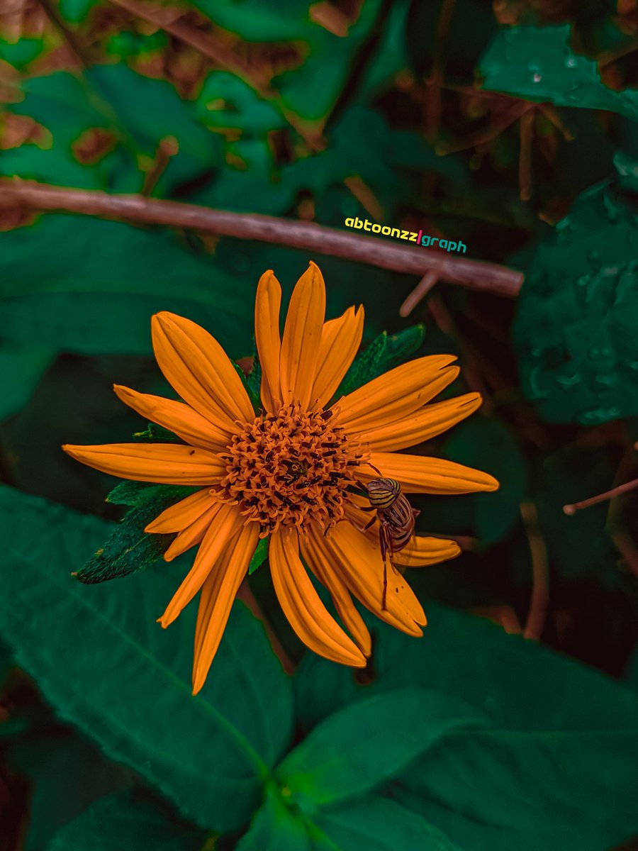 abtoonzz's tweet image. This is The Old REDMI NOTE 8 Global
Would have been even more detailed if I could lay my hands on the 200MP of the #Redminote12pro+ 
A Gift 🎁 by Xiaomi will be so Nice🙂
#redminote8 
#redmi 
#lr 
#lightroom 
#xiaomiphotography 
#xiaomi
#nature 
#NatureBeauty 
#NaturePhotography