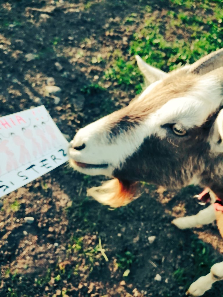 finalshow's tweet image. Fancy and Tom love it!

Thanks @sian_superman  #eurovision #livedraw