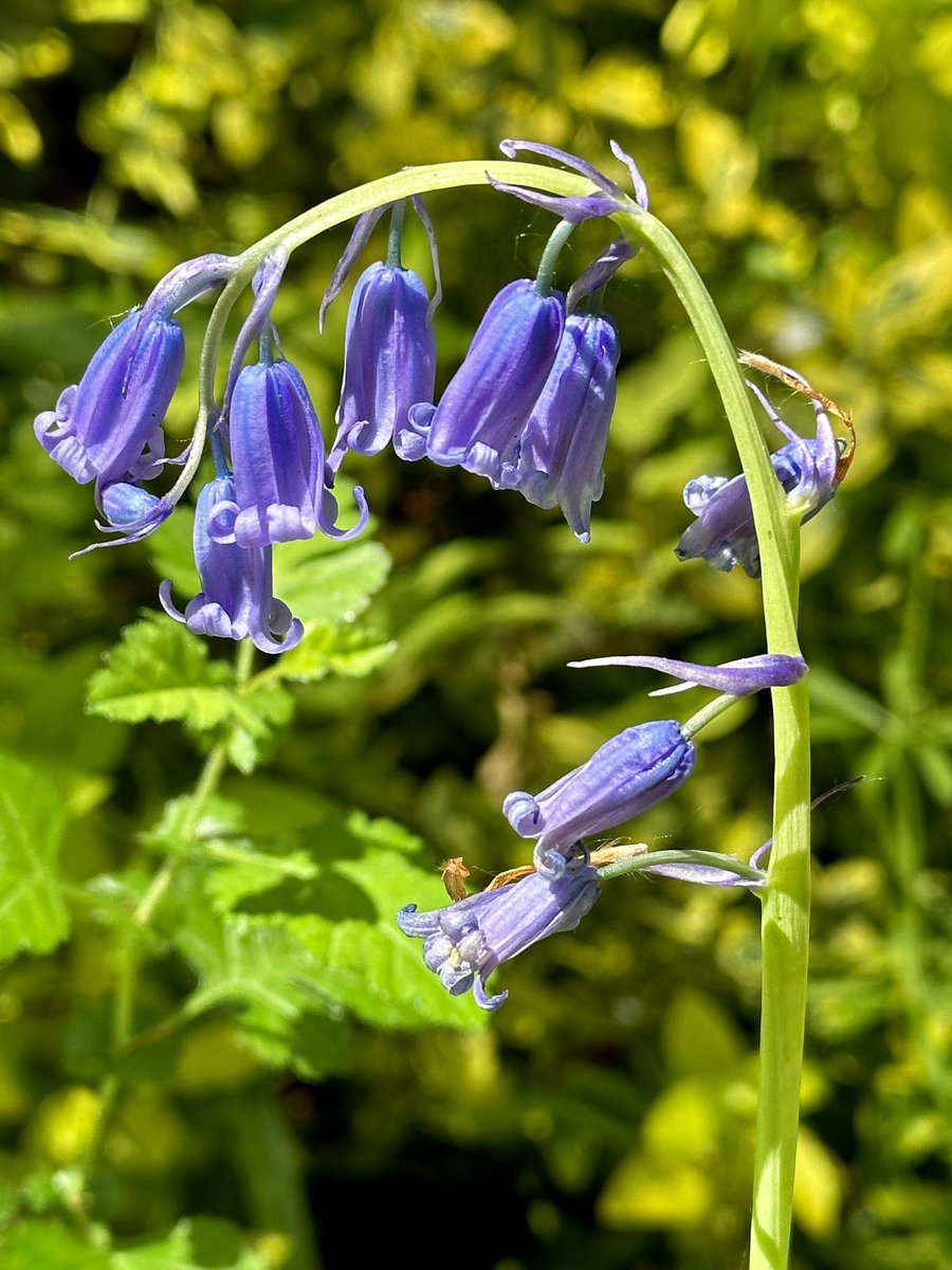 Bluebells #Flowers 
#flowersphotography #ThePhotoHour #NaturePhotography #TwitterNatureCommunity
 #bluebells  @shftelegraph 
@AngelaFurniss2 @SheffieldStar @Sheff_HousingCo