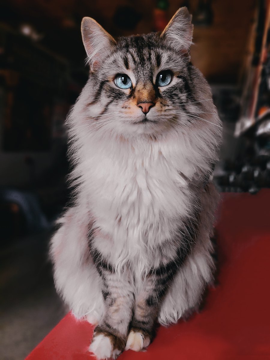 batched_app's tweet image. Just look at this #beforeafter and try to do yours with Batched app apple.co/3eFWlaz