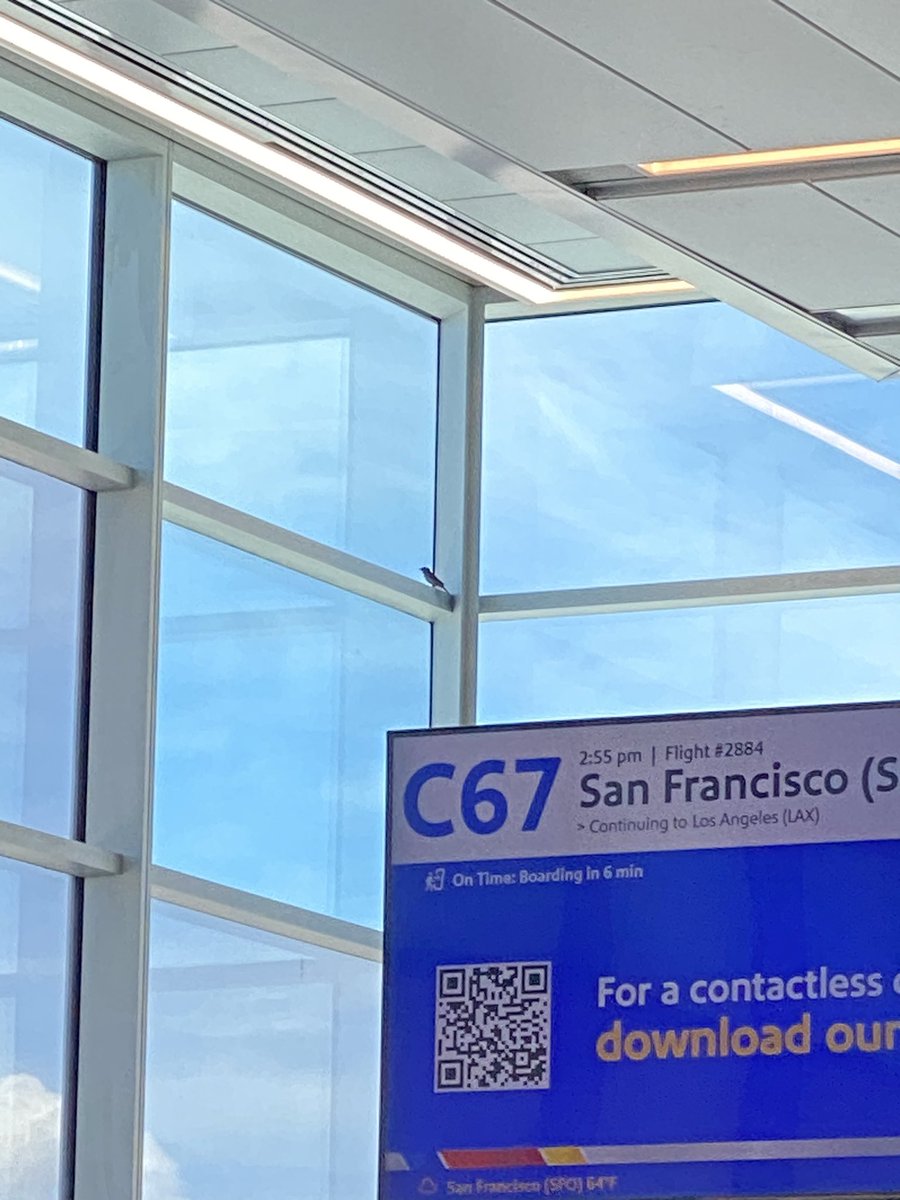 set817's tweet photo. @DENAirport can someone help get this birdy outside 🐦 🥺 C67 https://t.co/ed88Bdld9a