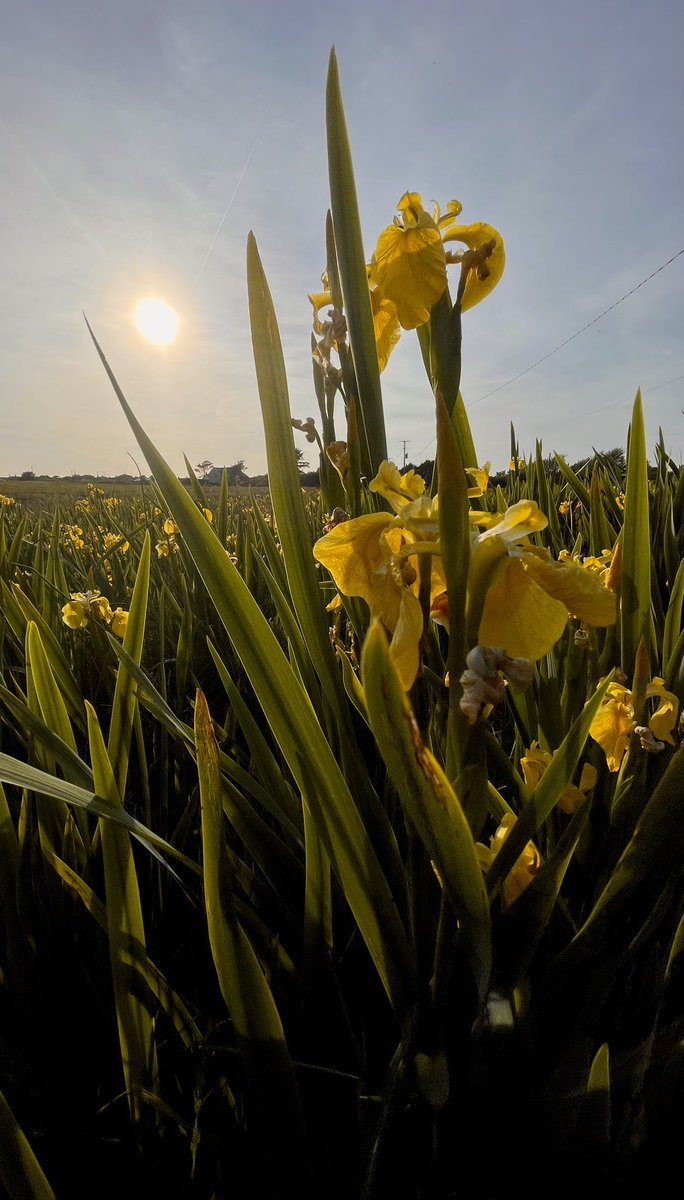 Yellow flag (Iris pseudocoras) fen in full flower