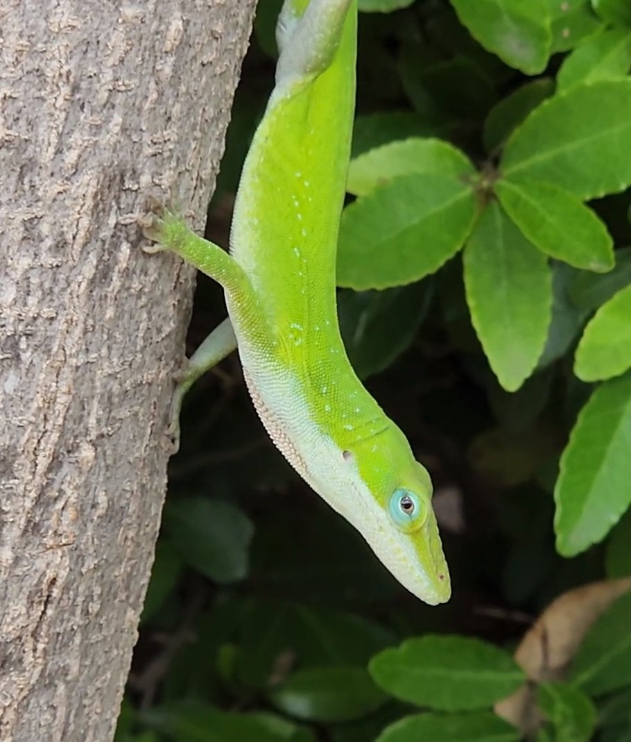HallDrago's tweet photo. Anole friend enjoying the Monday sunshine #lizardsoftwitter #reptilestwitter #wildlifephotography https://t.co/dL71edFHpa