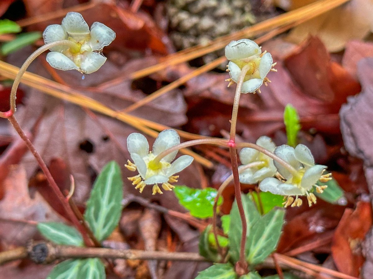 DrManisitDas's tweet image. Went back to Raven Rock State Park after 7 years 

#ravenrockstatepark #ravenrock #ncstateparks #ncparks #publiclands #optoutside #outdoors #memorialdayweekend @NCparks