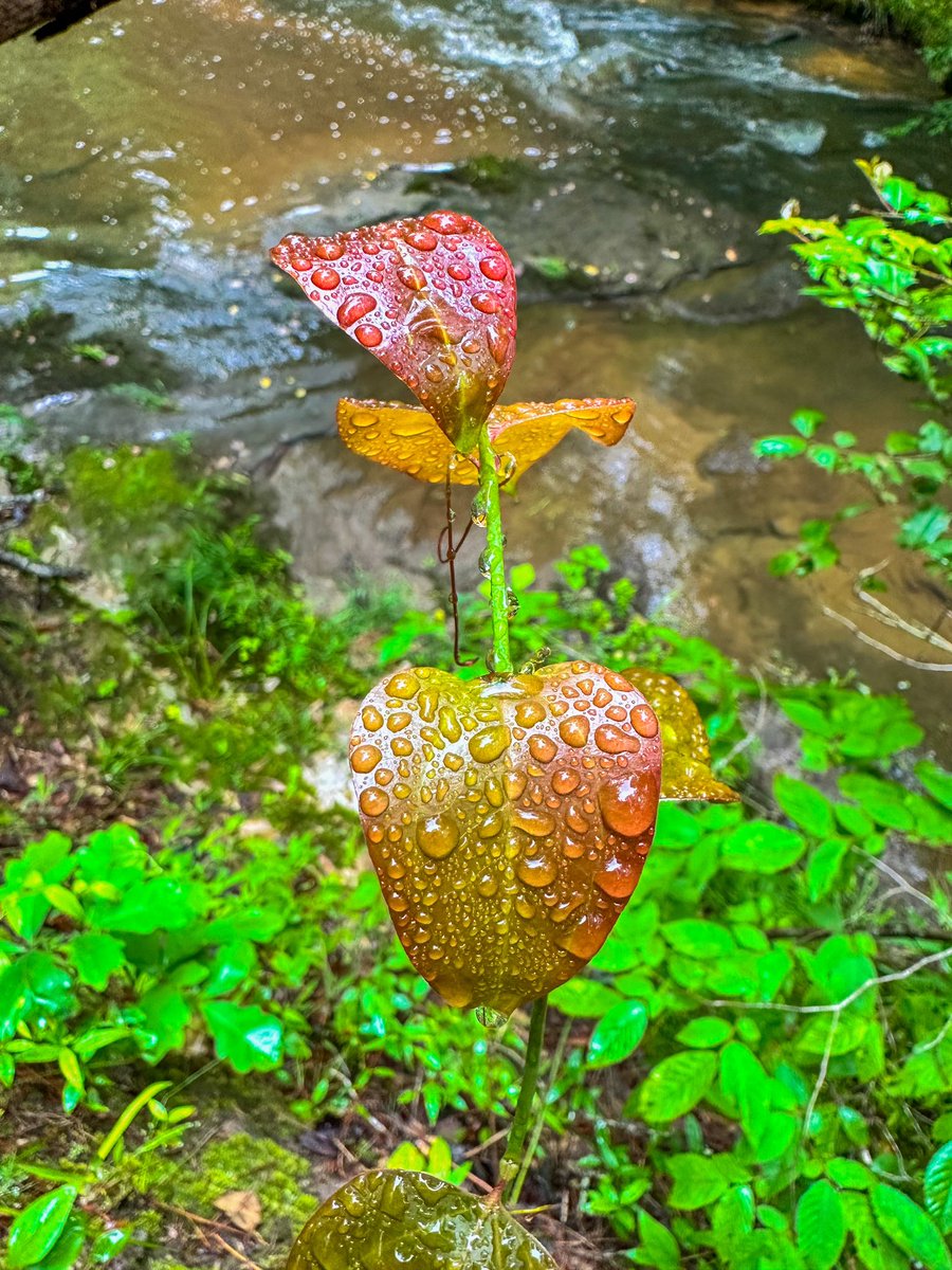 DrManisitDas's tweet image. Went back to Raven Rock State Park after 7 years 

#ravenrockstatepark #ravenrock #ncstateparks #ncparks #publiclands #optoutside #outdoors #memorialdayweekend @NCparks