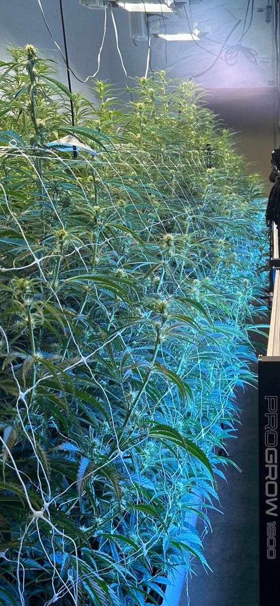 BahoBuds's tweet image. Starting To Fill In

#indoorgrown #led #progrow1800 #growlightscience #sidelighting 

Nothing For Sale On Twitter
*** 
Do not operate a vehicle or machinery under the influence of this drug. For use only by adults twenty-one years of age and older.
Keep out reach of children.