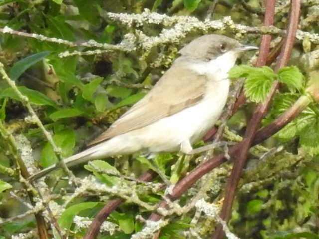 Can someone please confirm if this is a Lesser Whitethroat I saw today at #UptonWarren @NorthsideDan @upstarts1979 @WorcsBirding @BirdersStore