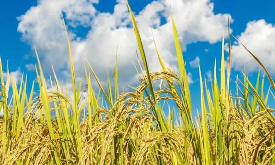 visionagro's tweet photo. #29Mayo #Agroeventos FUNDARROZ organiza evento de tecnologías e innovaciones en arroz y soya / Con dos días de conferencias y prácticas de campo, el próximo lunes 5 y martes 6 de junio, organizaciones agrícolas nacionales e internacionales...
https://t.co/3dTtk70Uhm https://t.co/RHoBjpmNOP