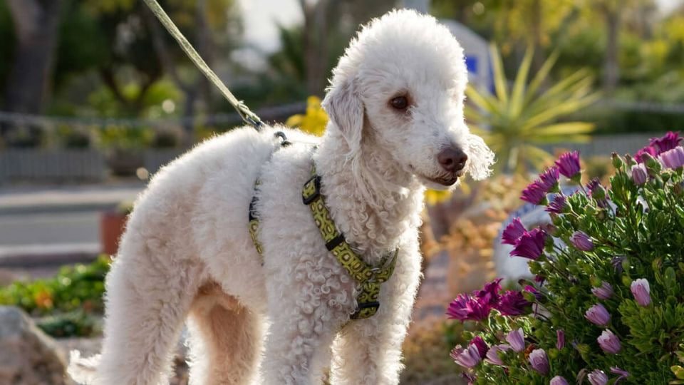 Bedlington Terriers Are Great Swimmers: 
They may not be true water dogs but Bedlington Terriers are quite powerful swimmers and they don’t mind being in the water. 
Read More: t.me/bedlingtonToke…