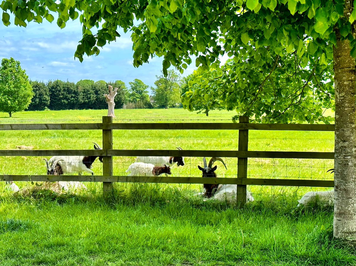 nikkilewisphoto's tweet photo. Goats at Oaklands College.

#goats #goat #field #grass #bluesky #tree #trees #sunshine #oaklandscollege #stalbans #Nature #Green #Growth #RuralArea #Fence #smallford https://t.co/3GhICKs426