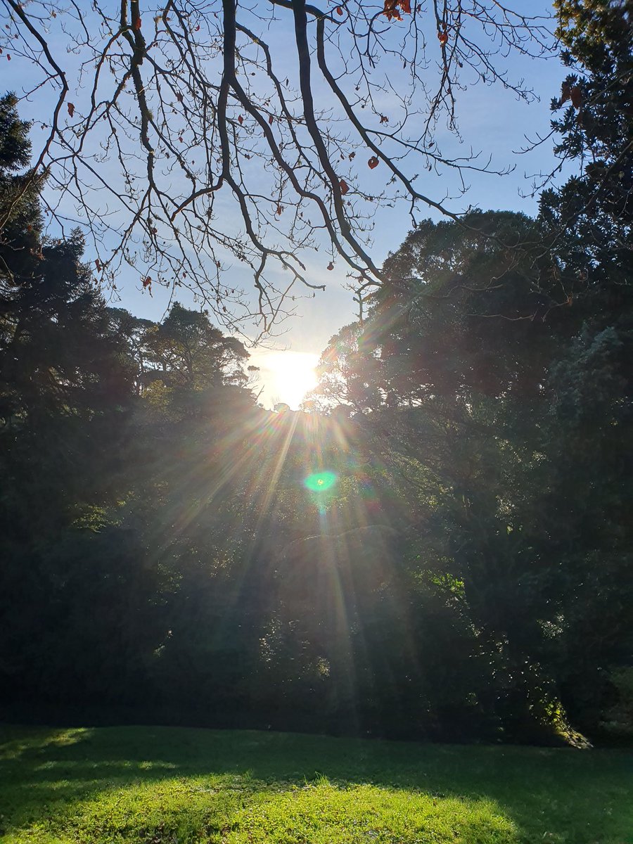suba23's tweet photo. Captured a green ray on my walk home; as elusive and endangered and essential as the humanities feels today. Without either we will forget how to remake the world. #ReadingEnvironments #EnviroArtHistory #SaveVUW https://t.co/1Zppm5ElsV