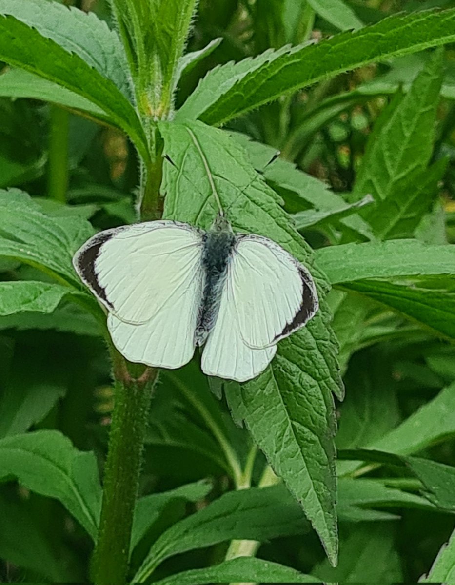 Meadowendy (@wendyholliday13) on Twitter photo Some lovely 'fresh' butterflies in the meadow this afternoon. Great to see the first two male Common Blues of the year. <a href="/BC_Yorkshire/">Butterfly Conservation Yorkshire</a> @WhitbyNats Some lovely 'fresh' butterflies in the meadow this afternoon. Great to see the first two male Common Blues of the year. <a href="/BC_Yorkshire/">Butterfly Conservation Yorkshire</a> @WhitbyNats