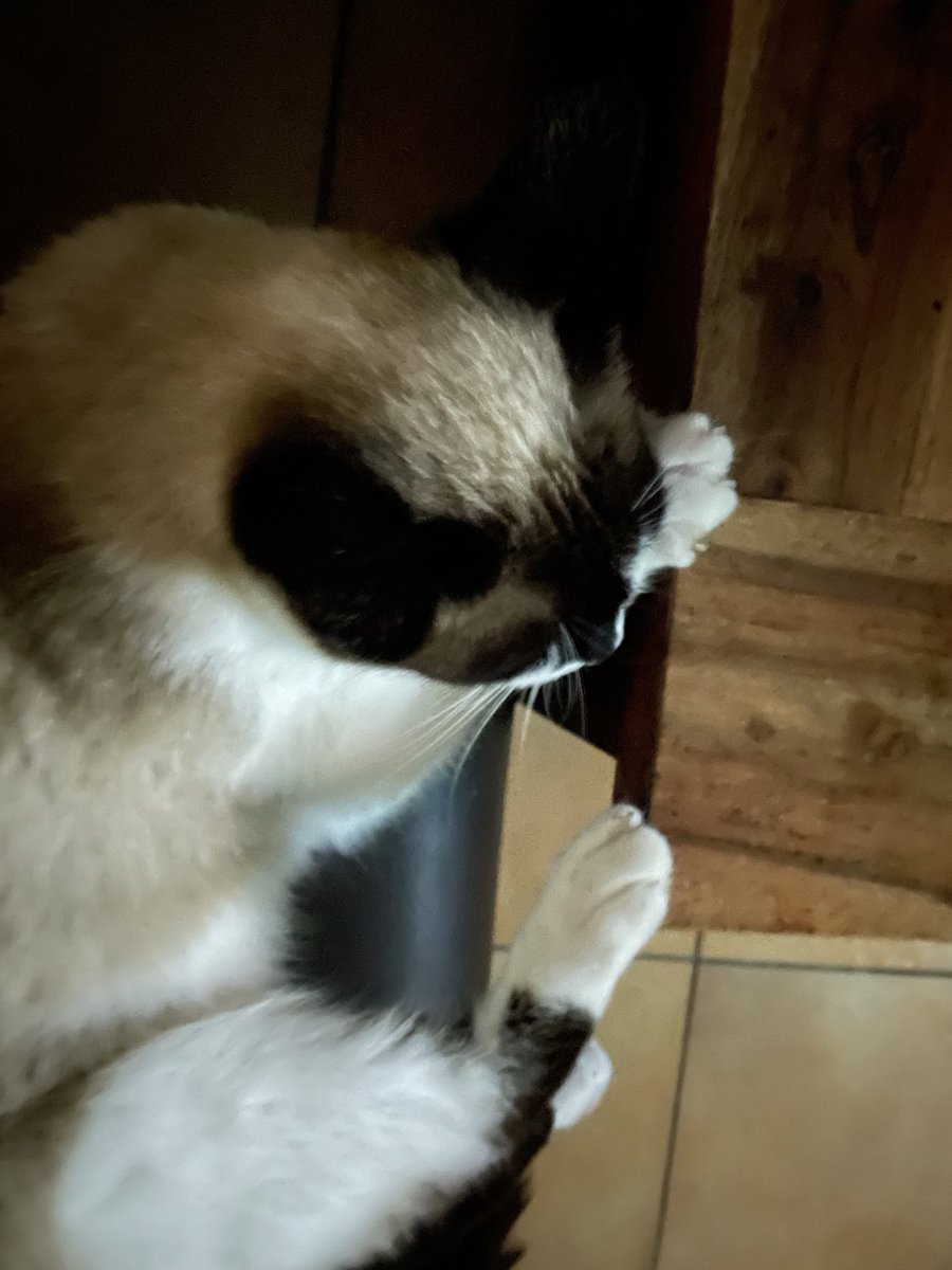 cathiedunn's tweet photo. Strange sleeping habits… 😍🐱😂
#pawsontable https://t.co/32avv25ZOG