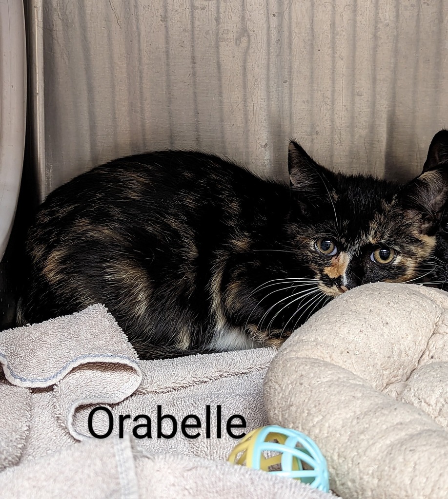 cobbkitties's tweet photo. This is Orabelle

ID  645161
Date Acquired: 5/27/2023
How Acquired: stray
Adoptable on: 6/3/2023
Cage: 635
Age: 5months
Gender:  female
Color:  tortoise shell/white
Tail: long
Health: good 
Temper: sweet/shy

Cobb County Animal Services is located at:
10… https://t.co/BD7GlQJgXi https://t.co/87paE0sU4G