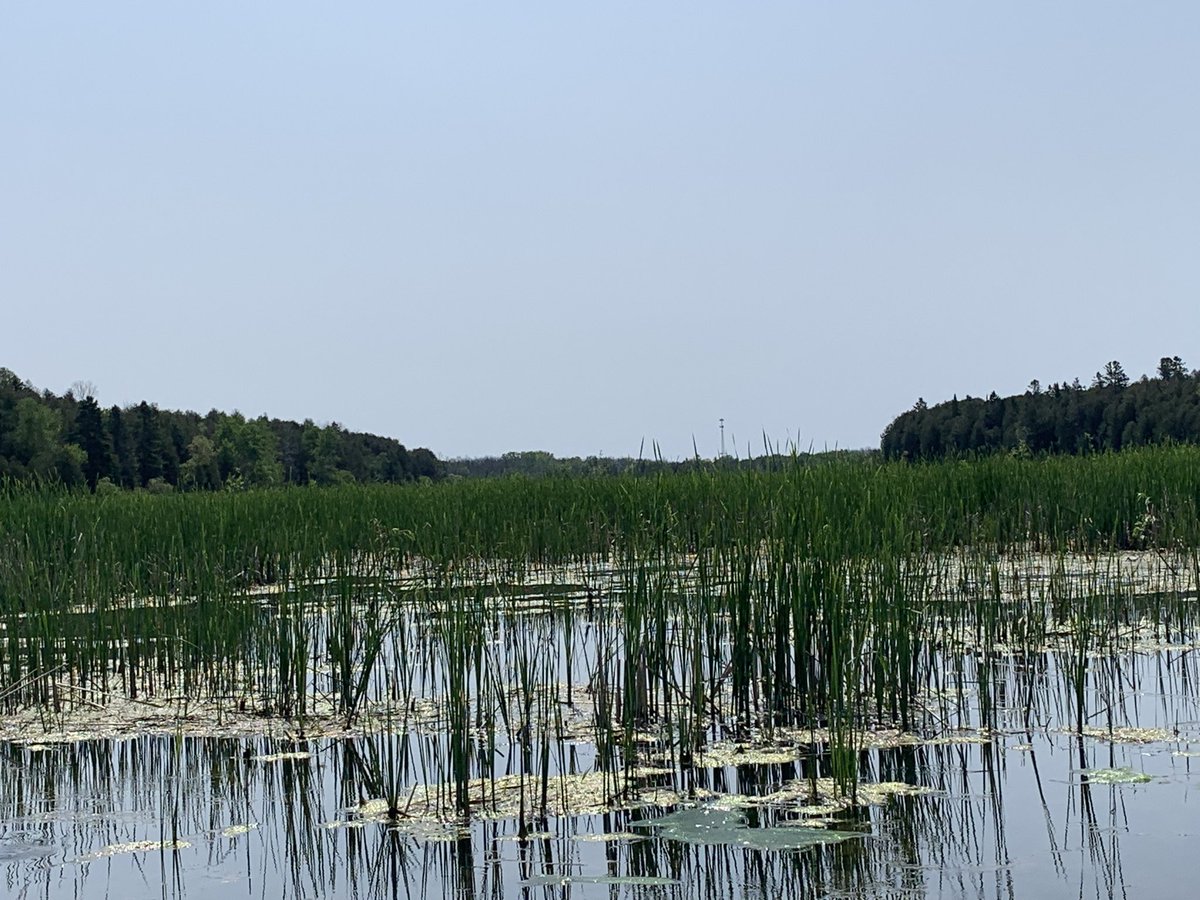 FriendsDam's tweet photo. Upstream is clogged with invasive vegetation. Before the drawdown this was all open water within the tree line. This is a totally failed experiment. 😢 https://t.co/b5mhbahc9f