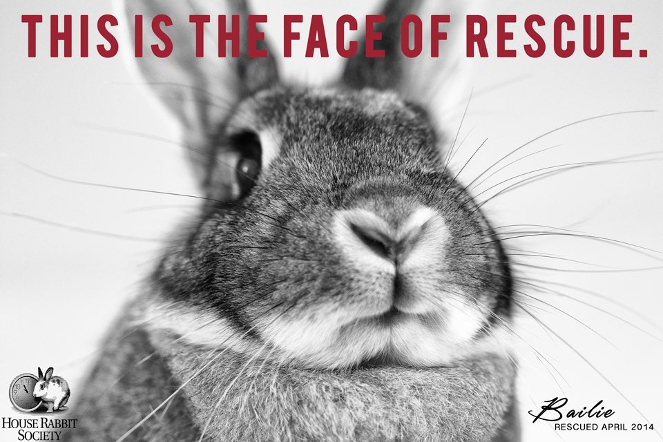 Are you working with a shelter, an independent rabbit rescue group, or perhaps just found a rabbit running loose in your neighborhood? ❤️🐇

Here are some resources for you: rabbit.org/resources/for-…