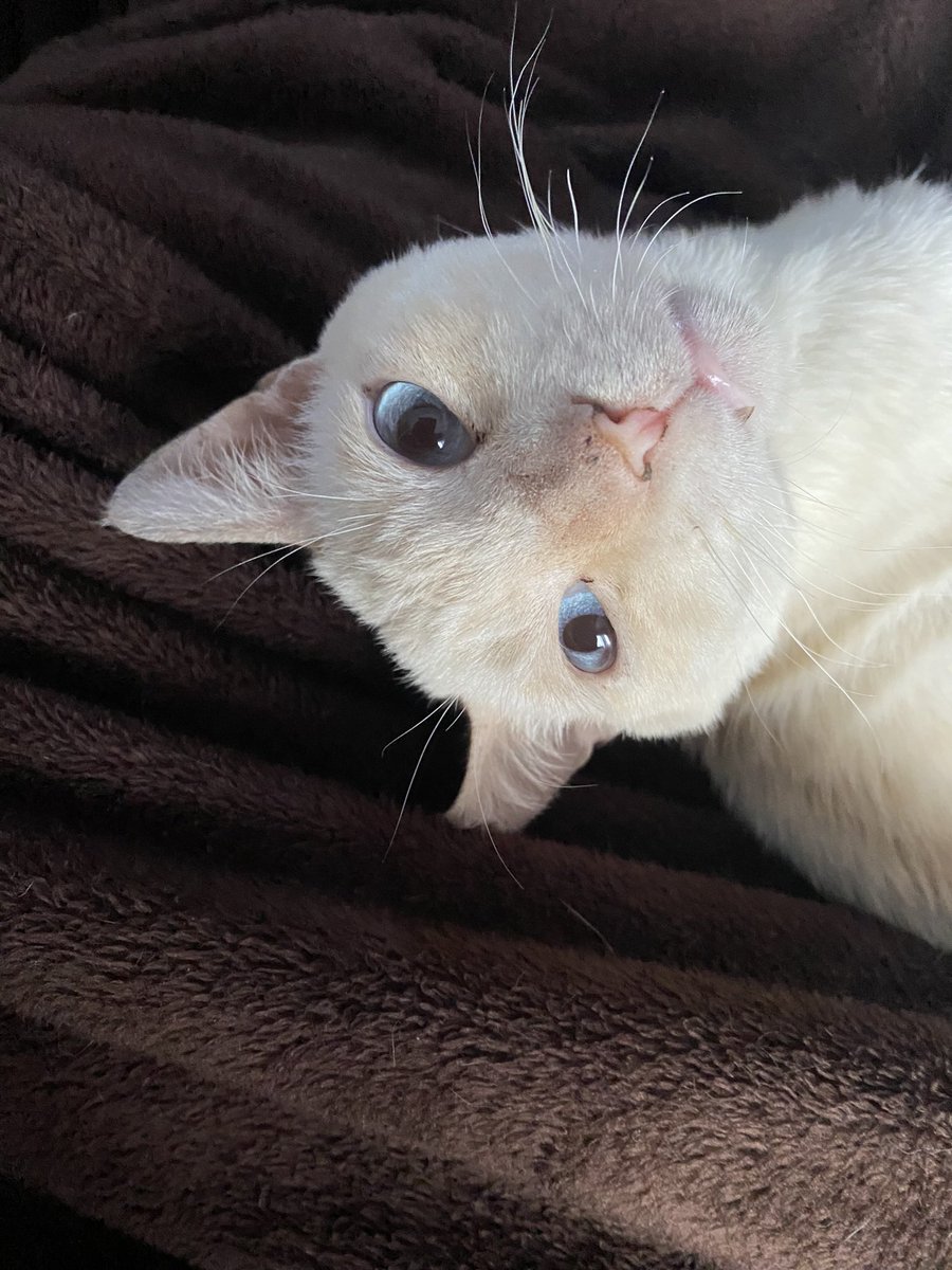 maíz está oficialmente buscando hogar 🌽💫

RT para que encuentre la mejor familia del mundo