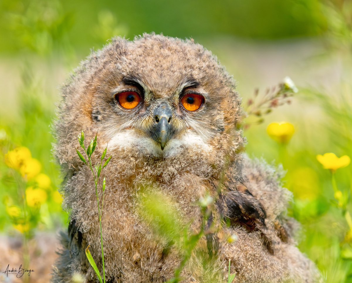 #best_birds_planet #natuurmonumenten
#rebels_nature #birdphotography 
#picoftheday #birdsseenin2023 
#yourshotphotographer 
#exquisitepics2023_animals 
#nb_nature_brilliance 
#feather_perfection 
#nature_perfection 
#raw_birds 
#bestnatureshots 
#birds_adored