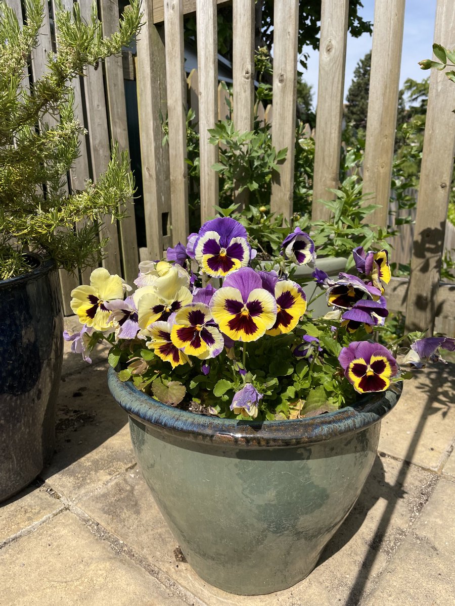 These pansies keep on flowering for months now, so beautiful 😍 #Bath #gardening #bbcgardenersworld