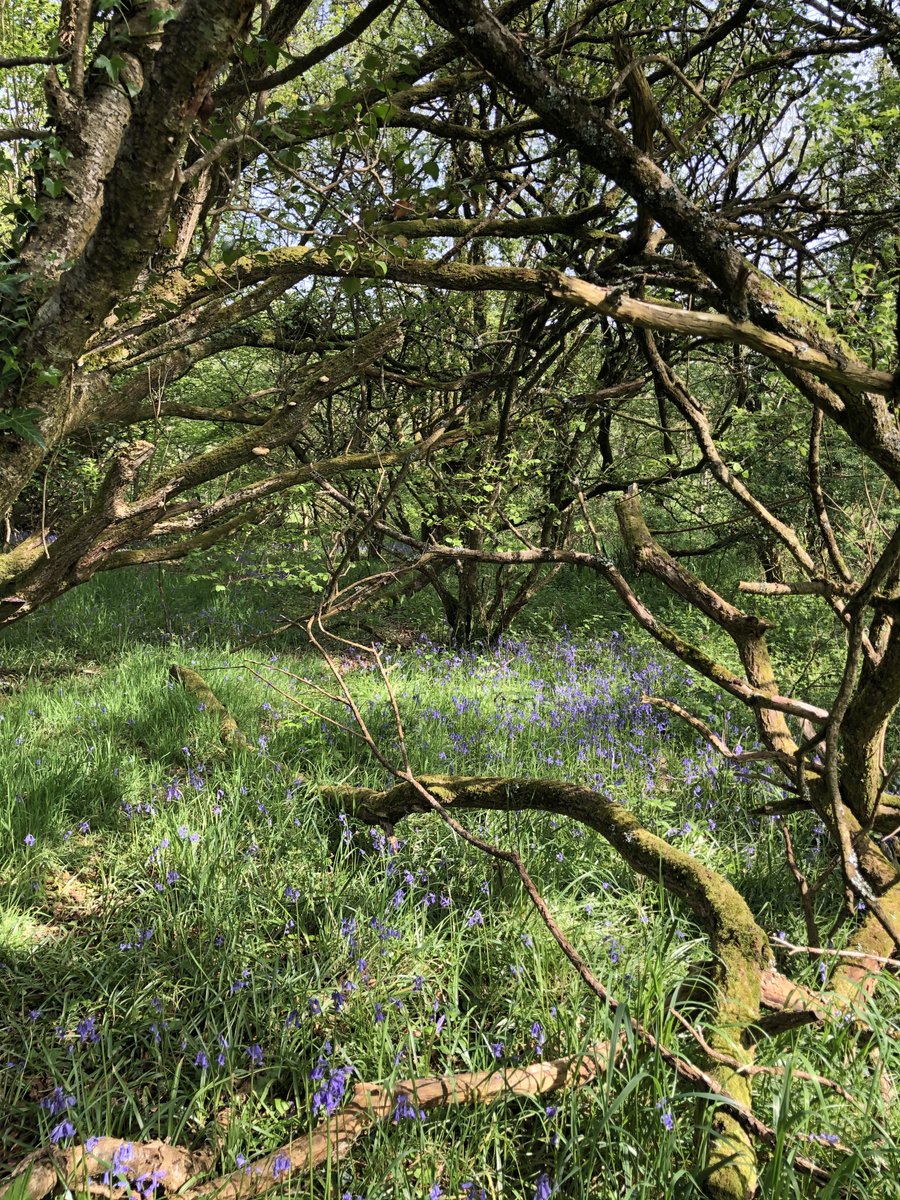 Mid May view of bluebells in an English temperate rainforest.
#EnglishBluebellWoods #EnglishBluebells #Devon #Spring